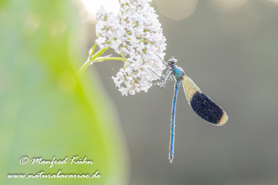 Prachtlibelle (gebänderte)_0014