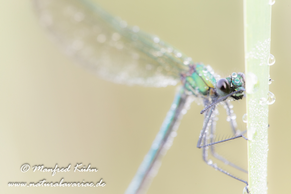 Prachtlibelle (Gebänderte)_0015