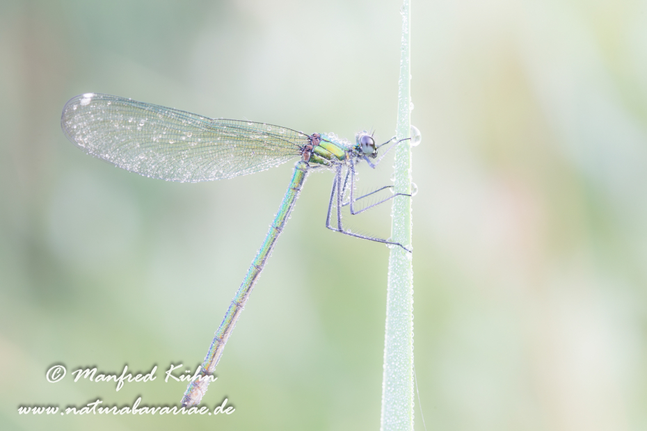 Prachtlibelle (Gebänderte)_0018