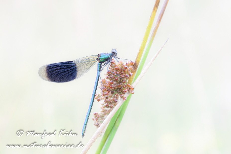 Prachtlibelle (Gebänderte)_0019