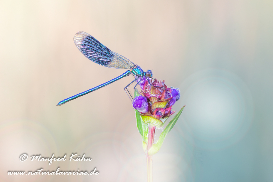 Prachtlibelle (Gebänderte)_0020