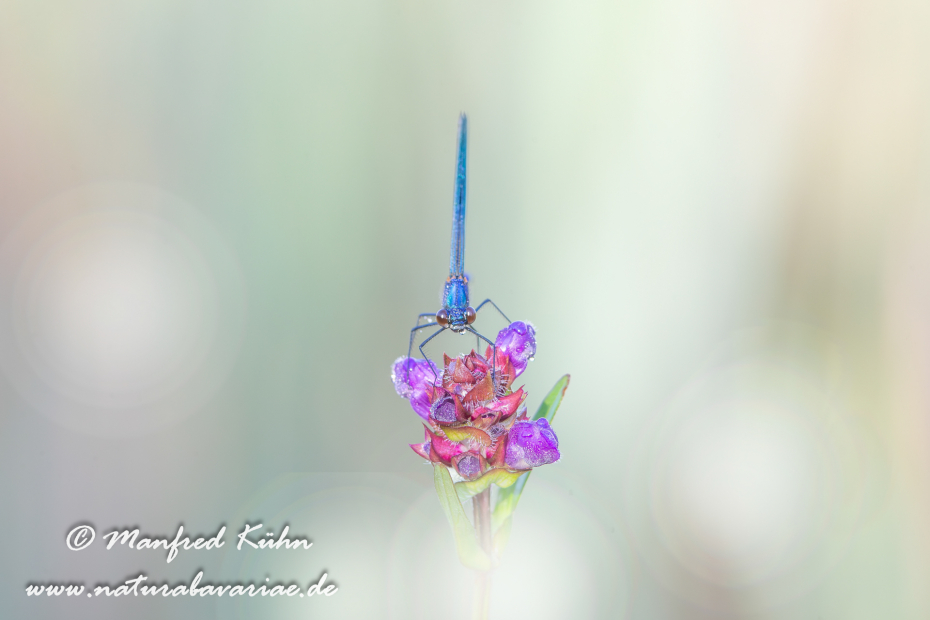 Prachtlibelle (Gebänderte)_0021