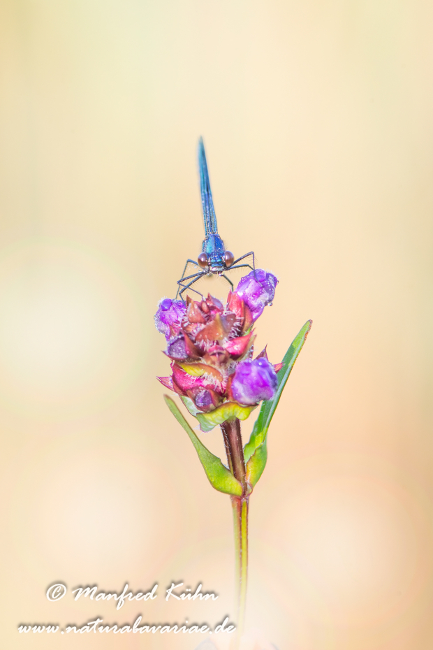 Prachtlibelle (Gebänderte)_0022