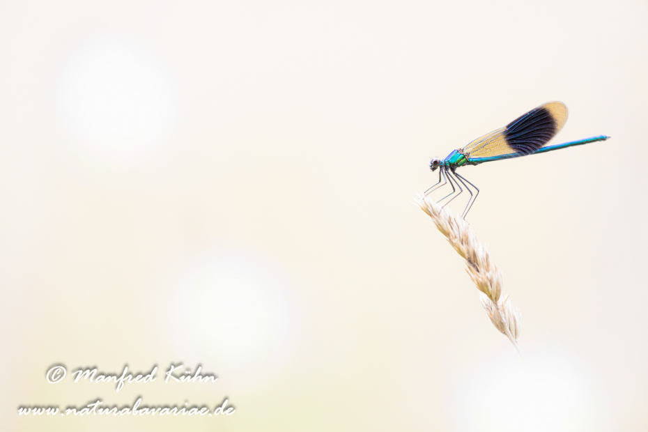 Prachtlibelle (Gebänderte)_0035