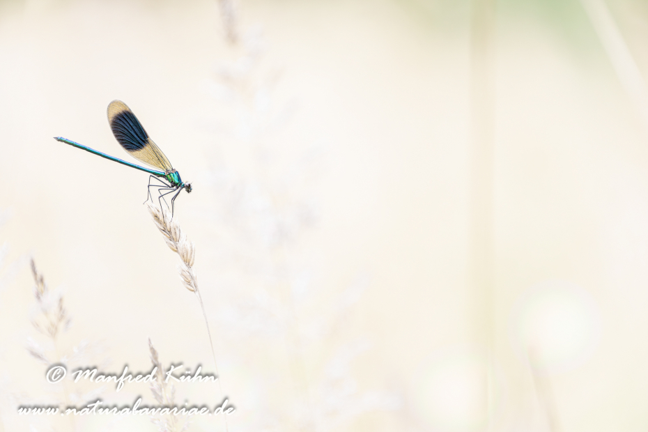 Prachtlibelle (Gebänderte)_0039
