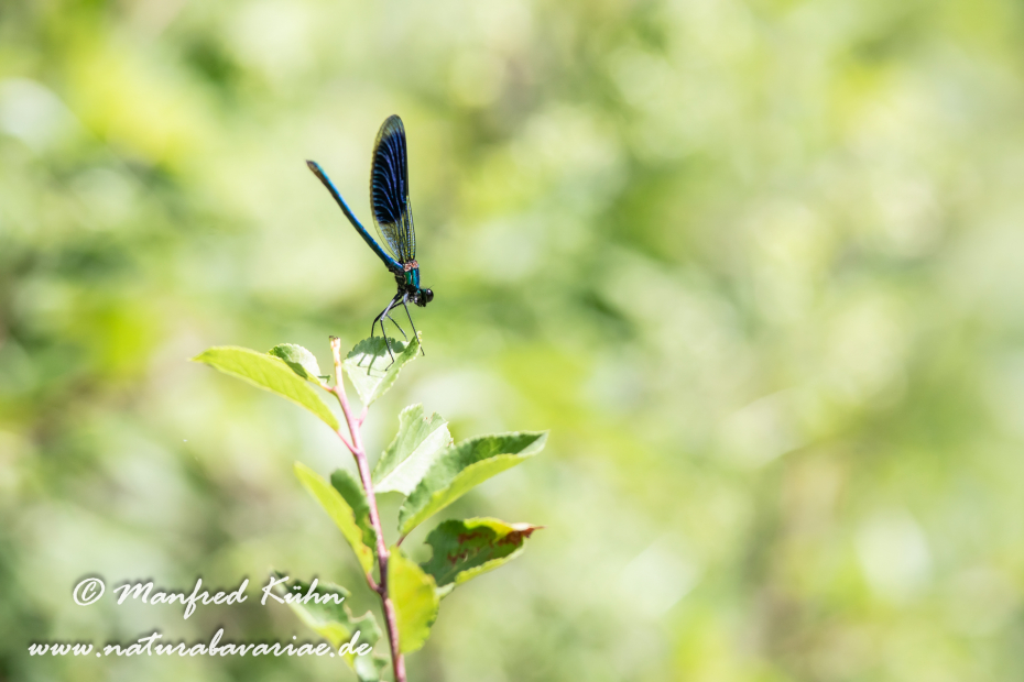 Prachtlibelle (gebänderte)_0049