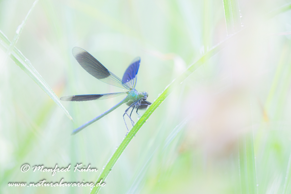 Prachtlibelle (gebänderte)_0051