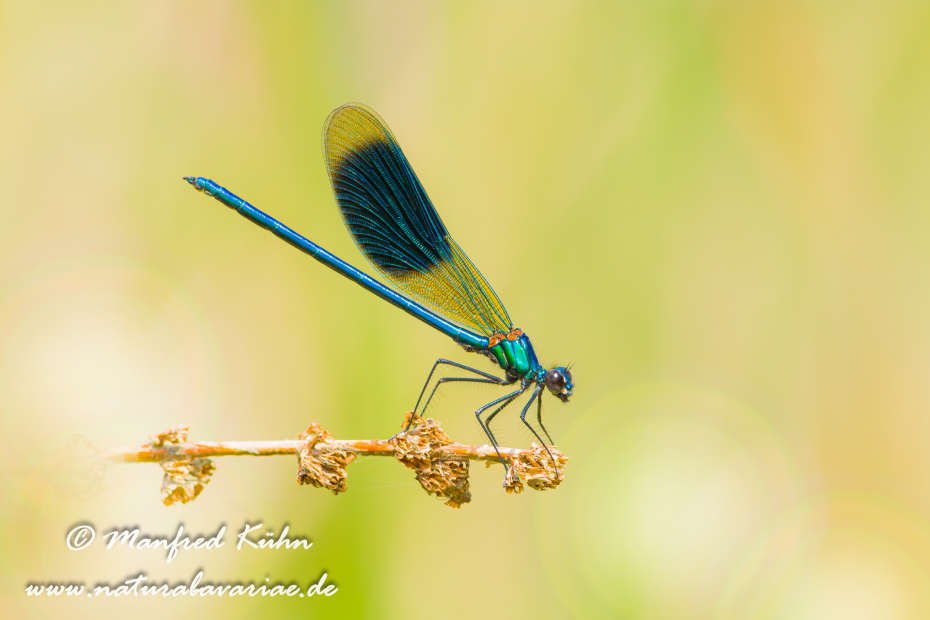 Prachtlibelle (Gebänderte)_0006