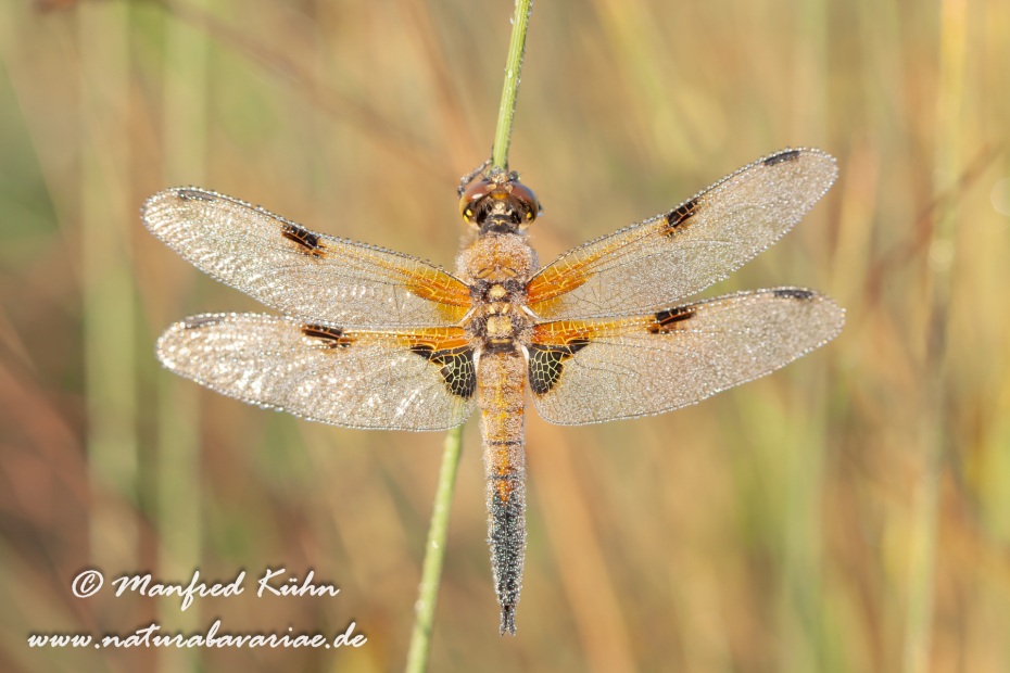 Vierflecklibelle ()_0007