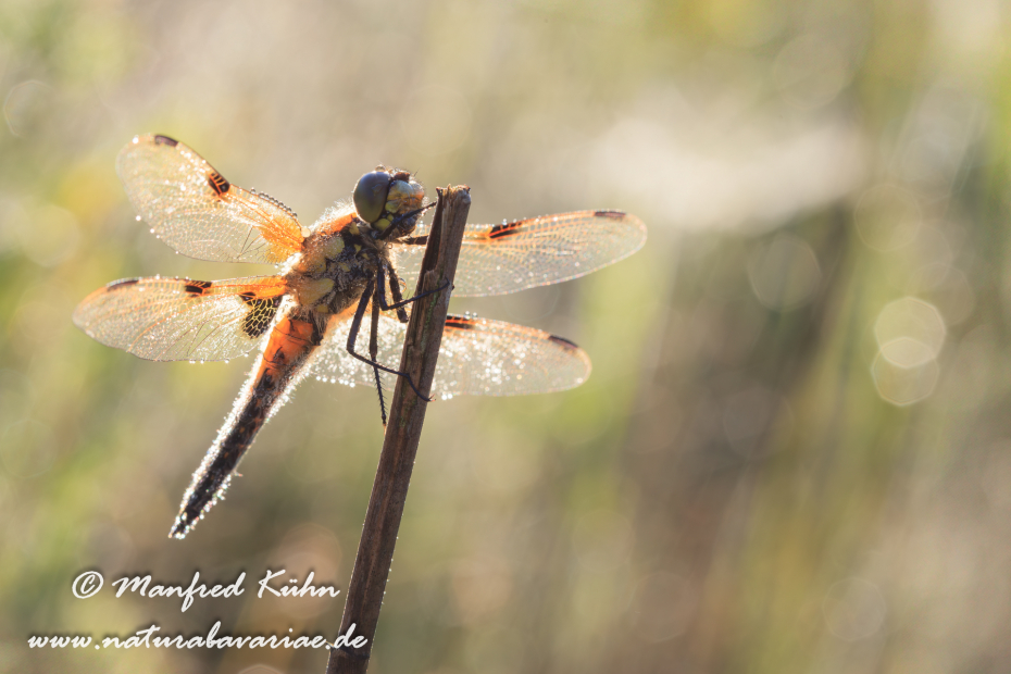 Vierflecklibelle ()_0015
