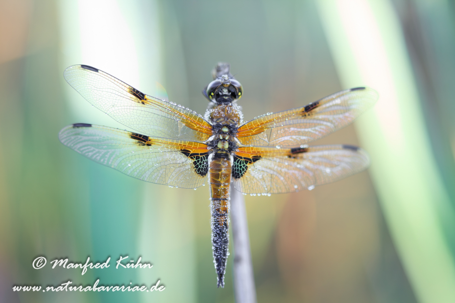 Vierflecklibelle ()_0016