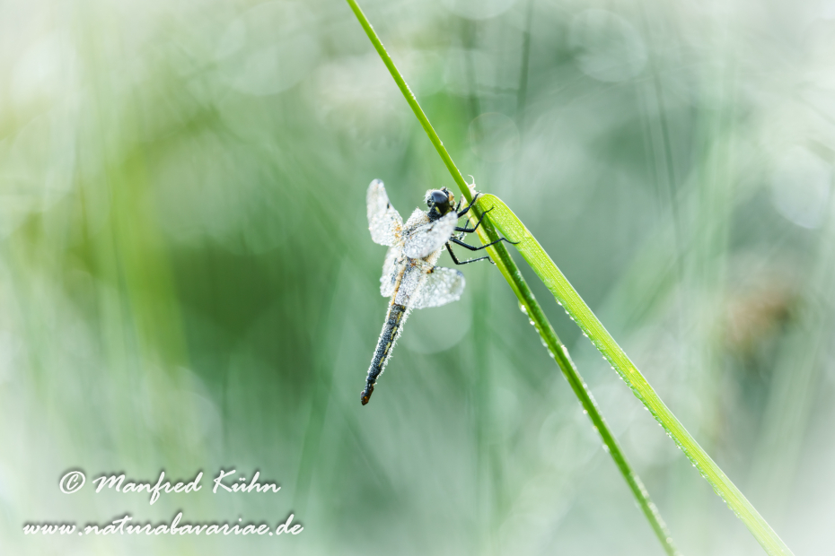 Vierflecklibelle ()_0060