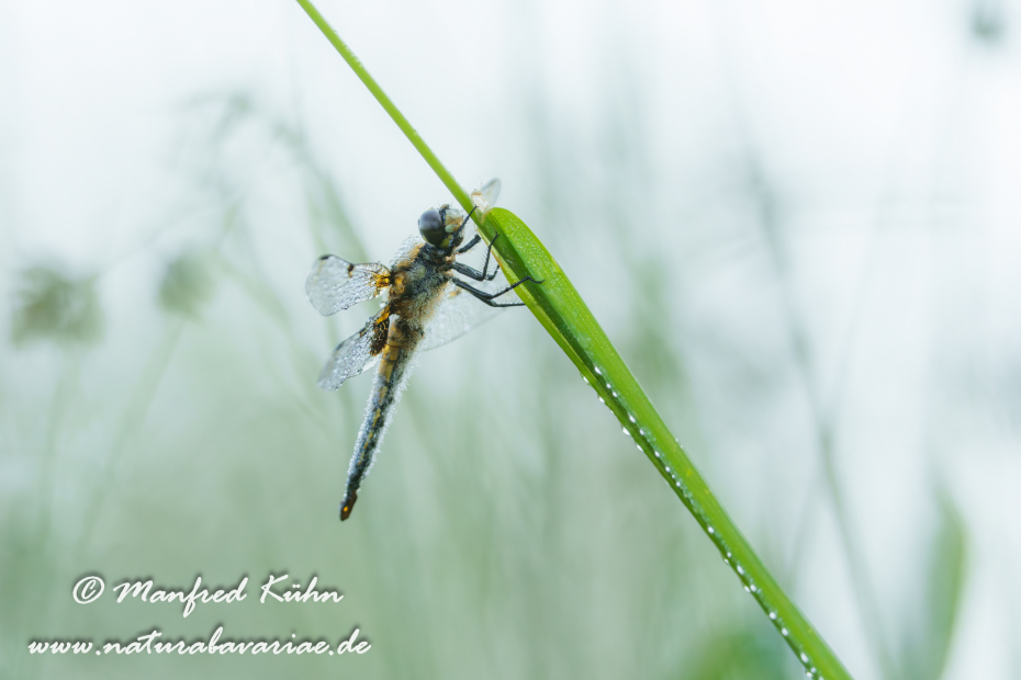 Vierflecklibelle ()_0063