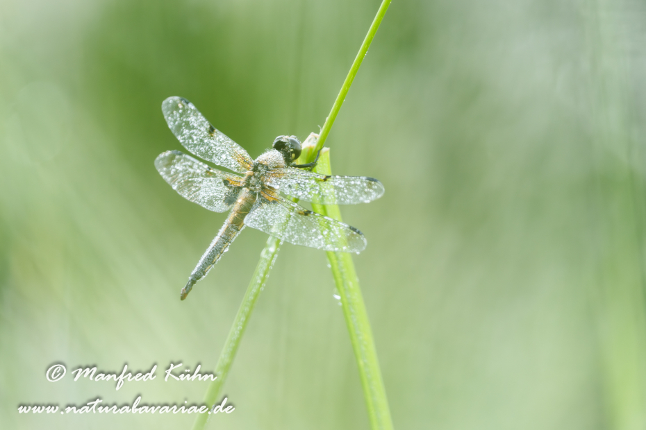 Vierflecklibelle ()_0066