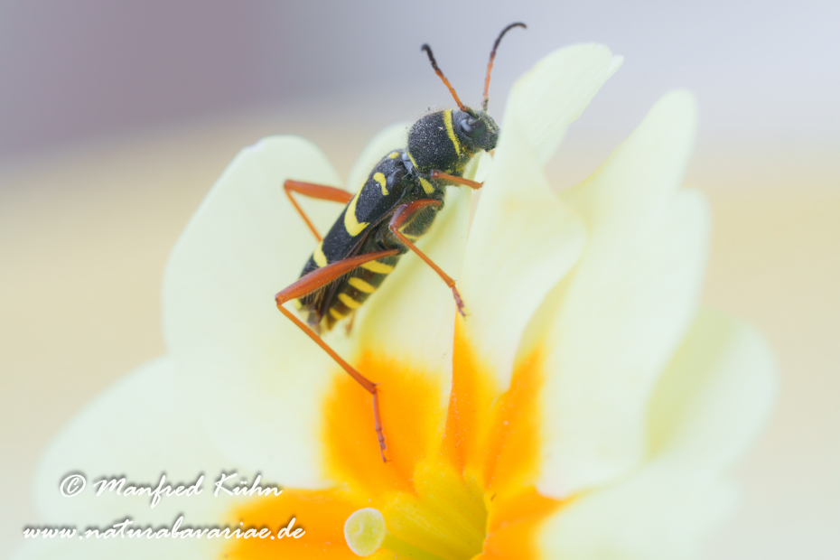 Widderbock (Echter)_0020