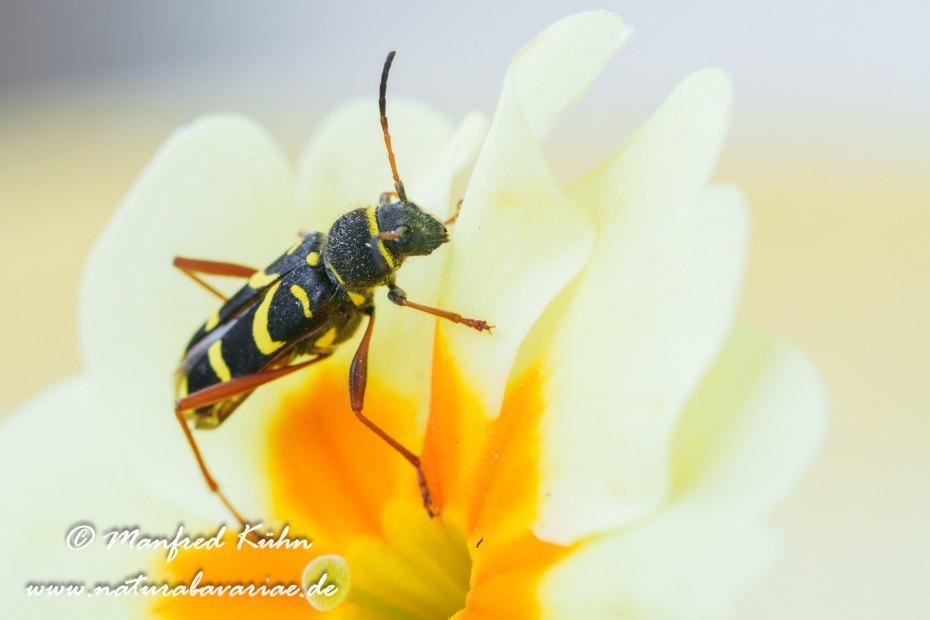 Widderbock (Echter)_0022