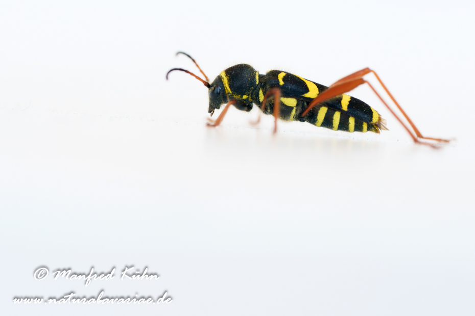 Widderbock (Echter)_0024
