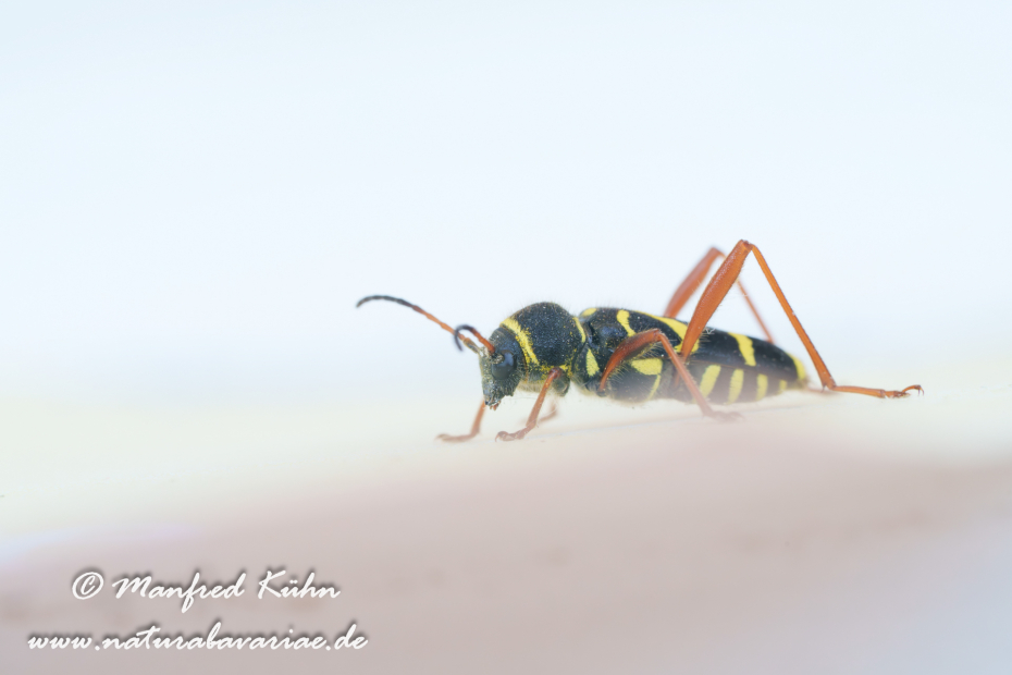 Widderbock (Echter)_0031