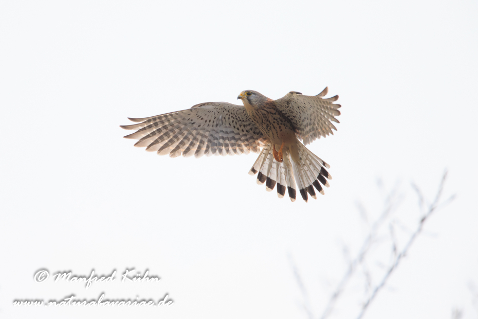 Turmfalke ()_0007