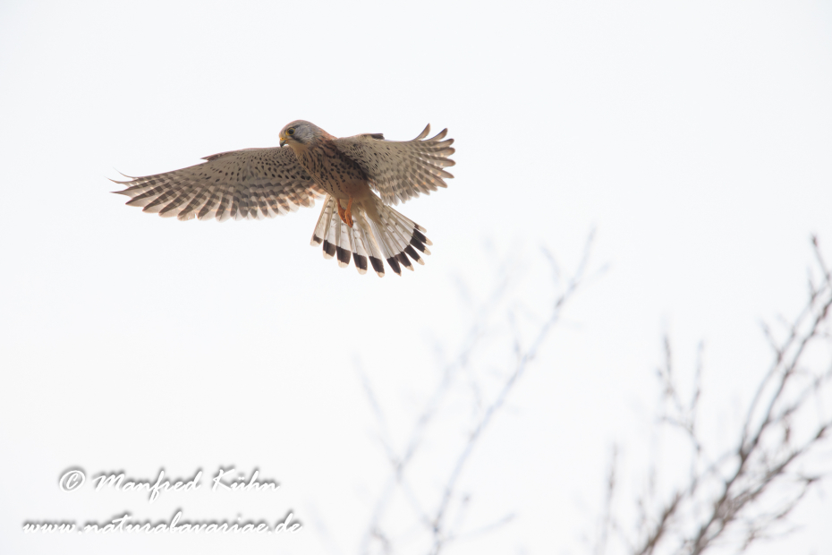 Turmfalke ()_0009