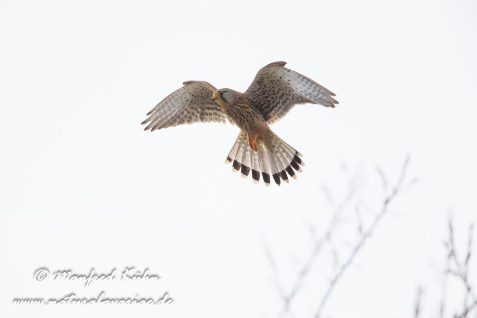 Turmfalke ()_0011