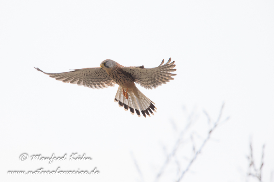 Turmfalke ()_0013