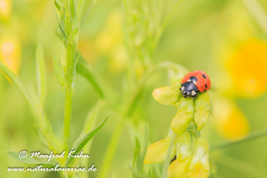 Marienkäfer ()_0004