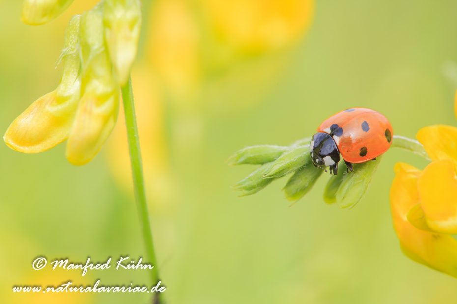 Marienkäfer ()_0009