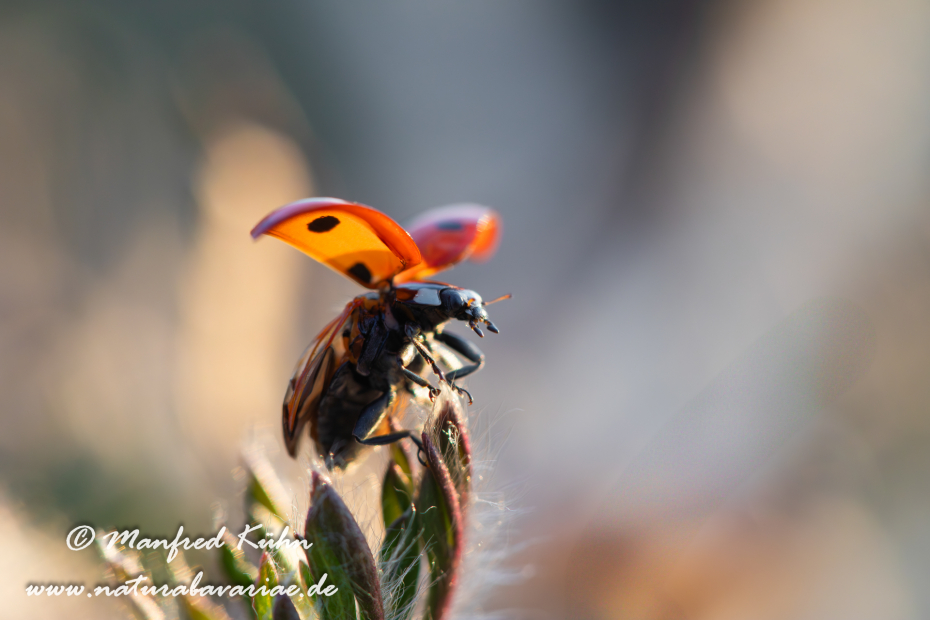 Marienkäfer ()_0015