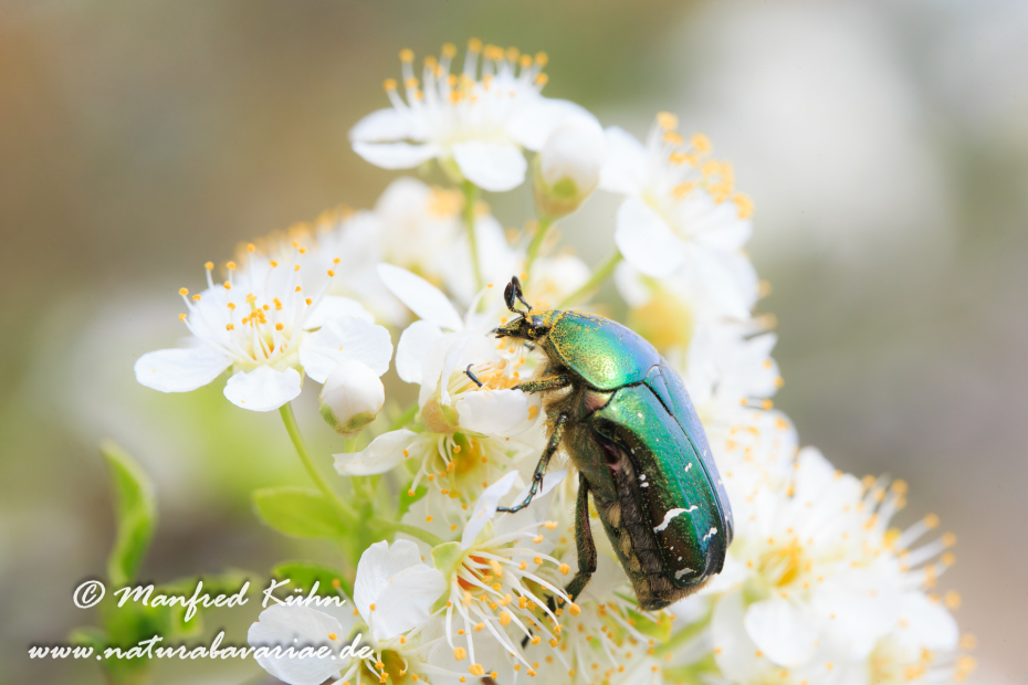 Rosenkäfer (Goldglänzender)_0006