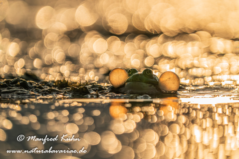 Seefrosch ()_0057