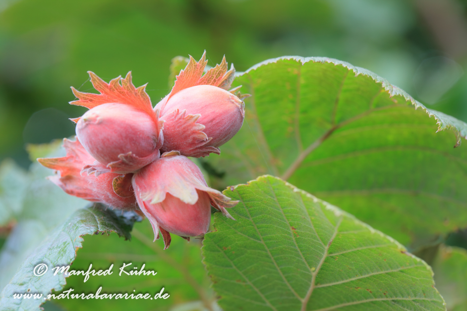 Haselnuss (Frucht)_0015