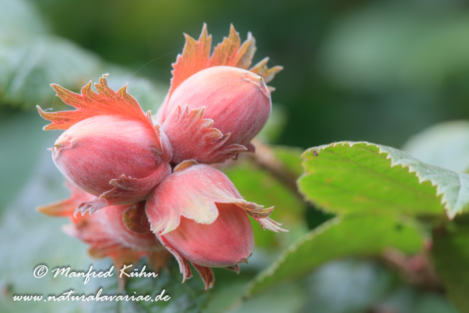 Haselnuss (Frucht)_0018