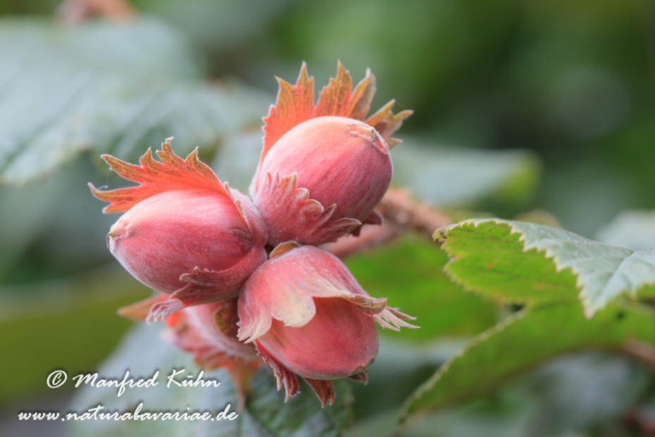Haselnuss (Frucht)_0020