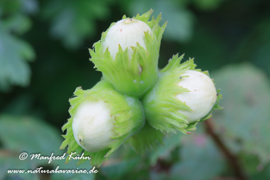 Haselnuss (Frucht)_0021