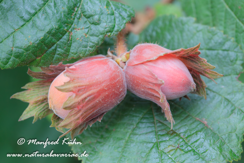 Haselnuss (Frucht)_0023