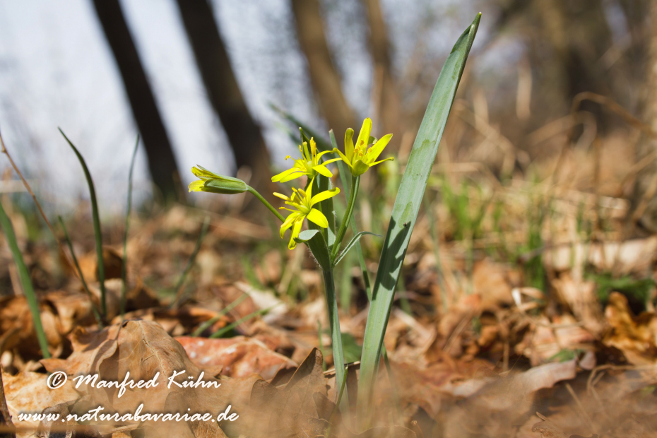 Gelbstern (Wald-)_0002