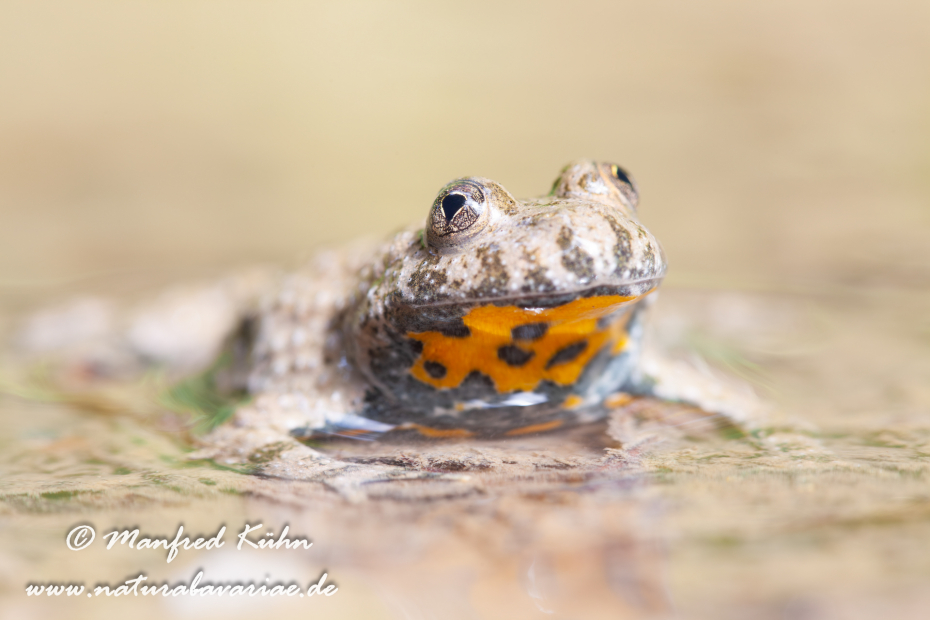 Gelbbauchunke ()_0018