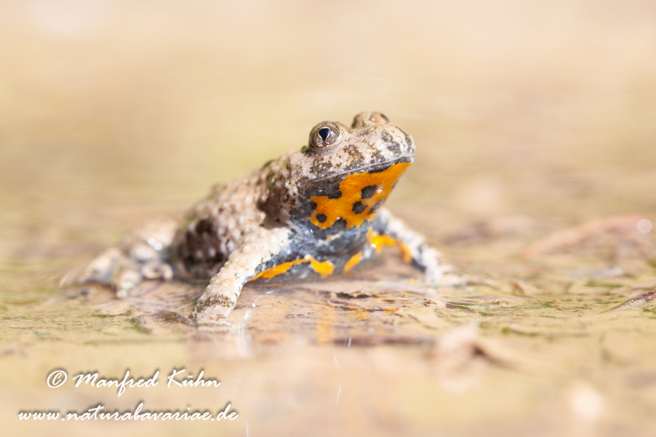 Gelbbauchunke ()_0020