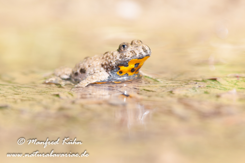 Gelbbauchunke ()_0022