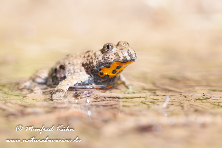 Gelbbauchunke ()_0023