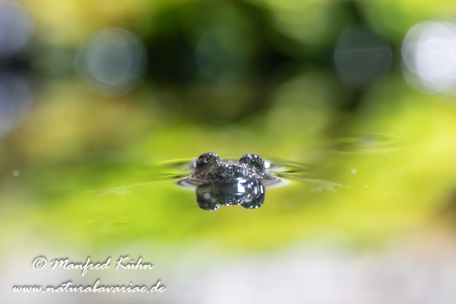 Gelbbauchunke ()_0025