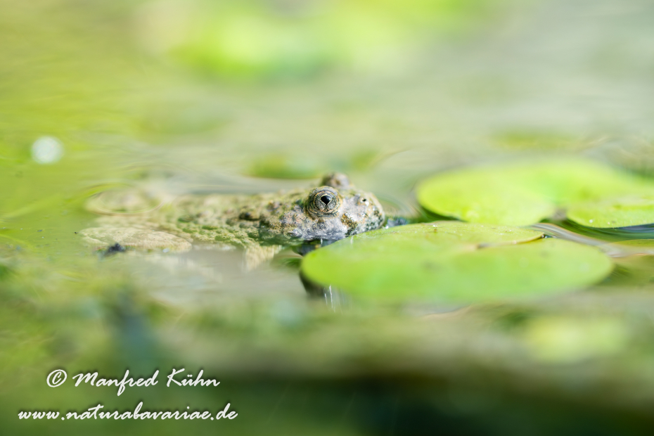 Gelbbauchunke ()_0034