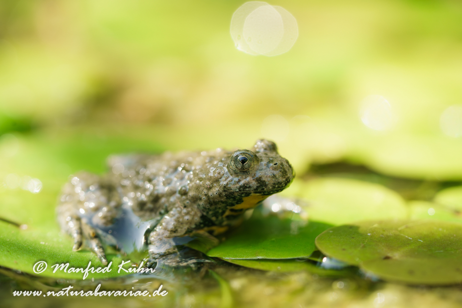 Gelbbauchunke ()_0036