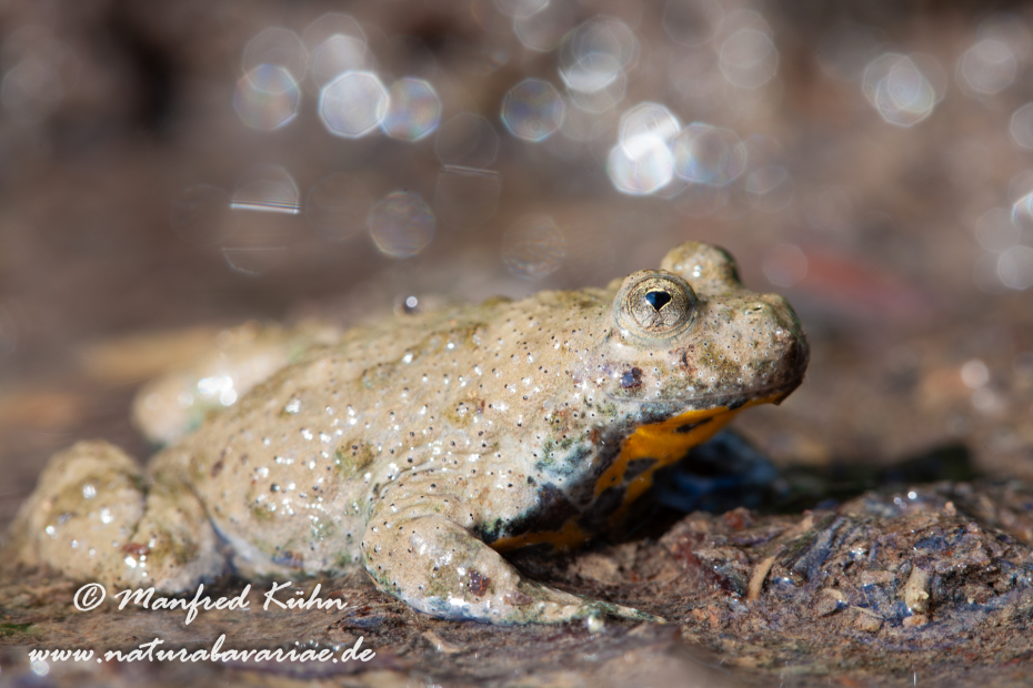 Gelbbauchunke ()_0003