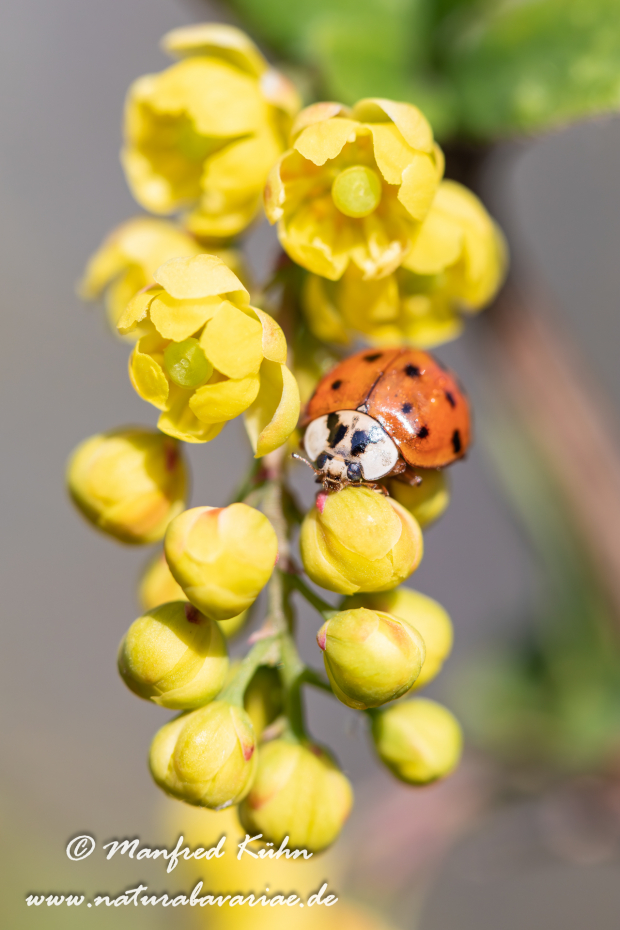 Marienkäfer (Asiatischer)_0005