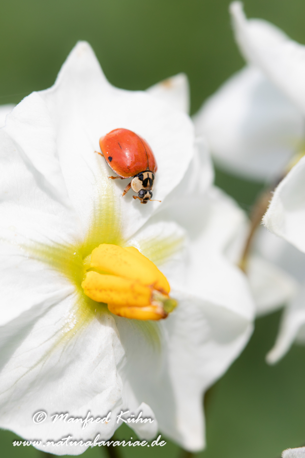 Marienkäfer (Asiatischer)_0013