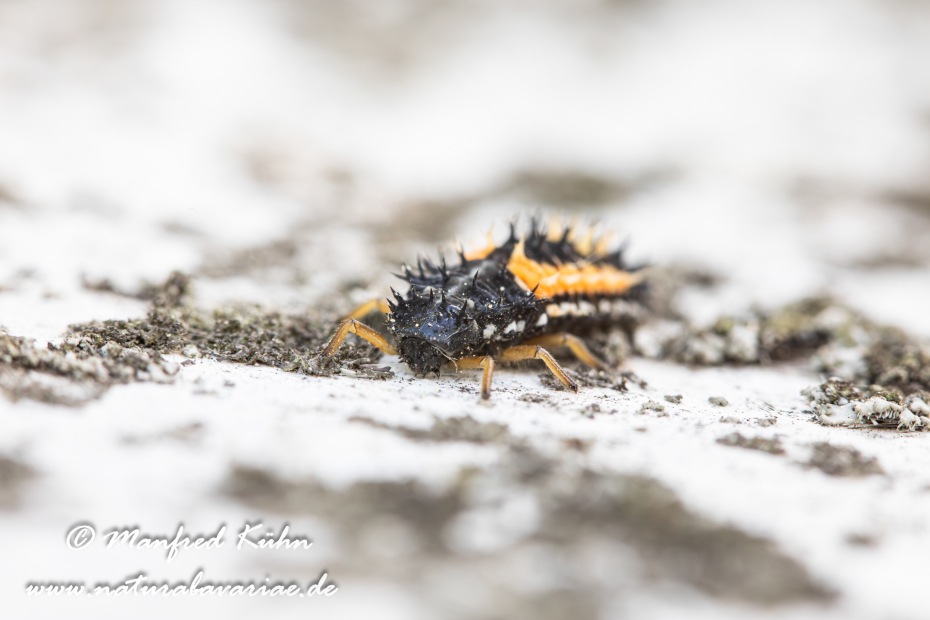 Marienkäfer (Asiatischer)_0015