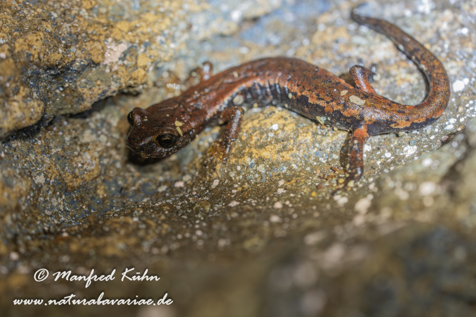 Höhlensalamander (Italienischer)_0002