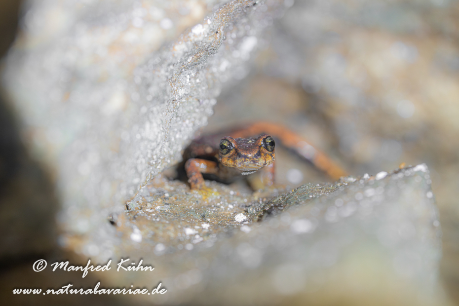 Höhlensalamander (Italienischer)_0005